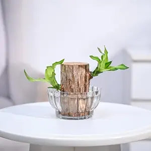 Brazilian Lucky Wood, Mini Home Plant Decorations