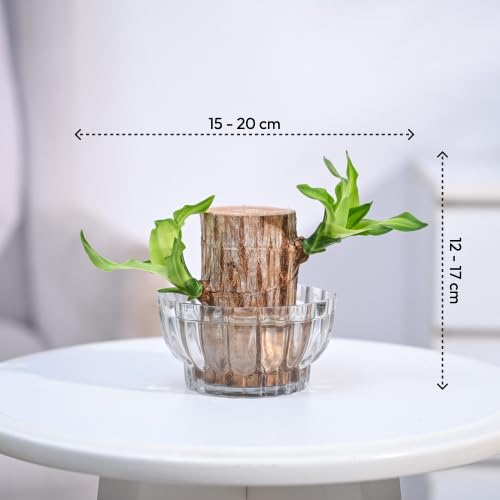Brazilian Lucky Wood, Mini Home Plant Decorations