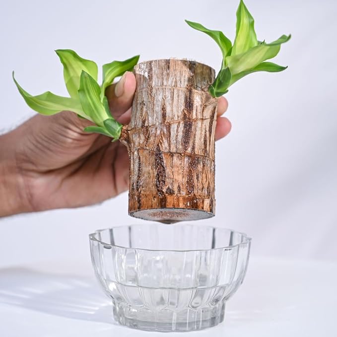 Brazilian Lucky Wood, Mini Home Plant Decorations