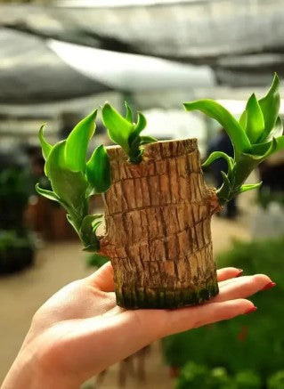 Green Lucky Brazil Wood Potted Plant (pack of 2)